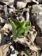 Trillium grandiflorum