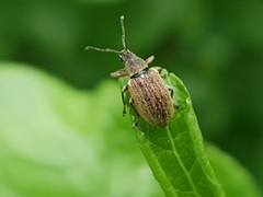 Phyllobius pyri