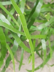 Muehlenbeckia platyclada