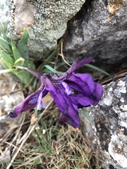 Iris pumila attica