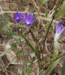 Brodiaea terrestris kernensis