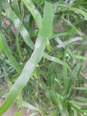 Muehlenbeckia platyclada