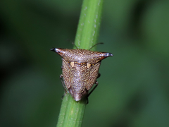 Alcimocoris japonensis