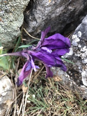 Iris pumila attica