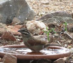 Emberiza capensis capensis