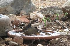 Emberiza capensis capensis