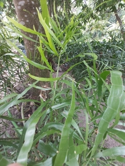 Muehlenbeckia platyclada