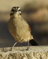 Emberiza capensis capensis