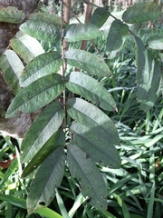 Senna viarum