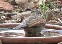 Emberiza capensis capensis