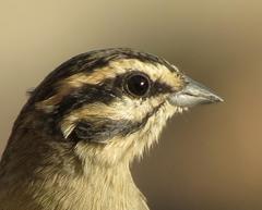 Emberiza capensis capensis
