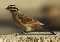 Emberiza capensis capensis