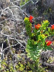 Lobostemon sanguineus
