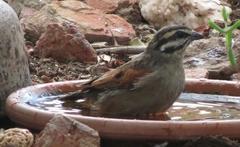 Emberiza capensis capensis