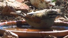 Emberiza capensis capensis