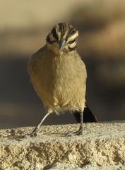 Emberiza capensis capensis