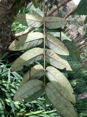 Senna viarum