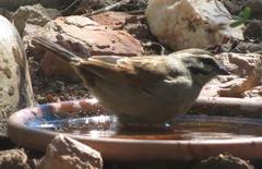 Emberiza capensis capensis