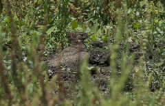 Chordeiles nacunda
