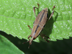 Sphenocorynes kosempoensis