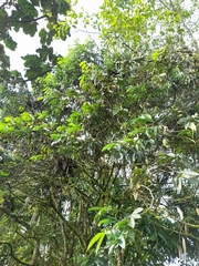 Senna viarum