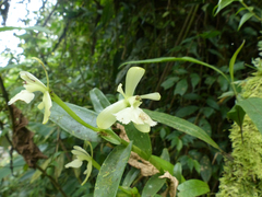 Epidendrum odontochilum