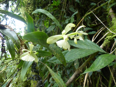 Epidendrum odontochilum