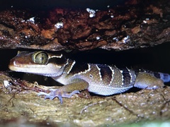 Cyrtodactylus macrotuberculatus