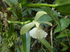 Epidendrum odontochilum