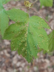 Eriophyes torminalis
