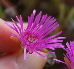 Drosanthemum giffenii