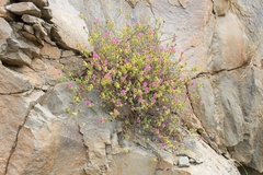 Drosanthemum giffenii