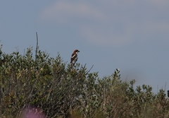 Lanius senator badius