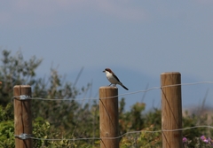 Lanius senator badius