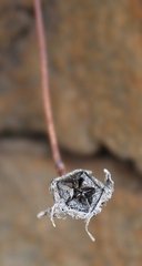 Drosanthemum giffenii