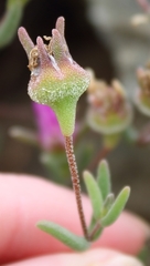 Drosanthemum giffenii