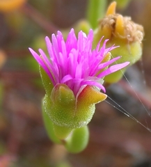 Drosanthemum giffenii