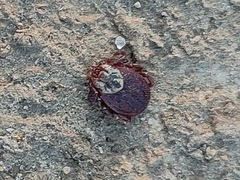 Dermacentor reticulatus