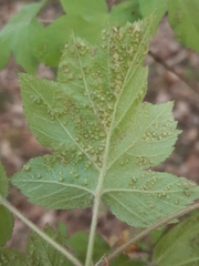 Eriophyes torminalis