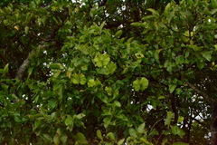 Combretum zeyheri