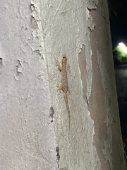 Hemidactylus platyurus