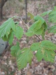 Eriophyes torminalis