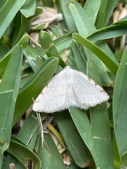 Stegania trimaculata