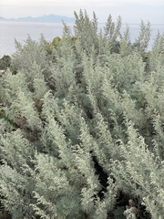 Artemisia arborescens