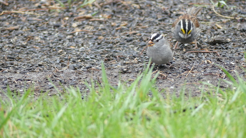 White-throated Sparrow photographed in South Dakota