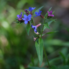 Aegonychon purpurocaeruleum