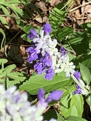 Salvia farinacea