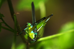 Dioncomena ornata