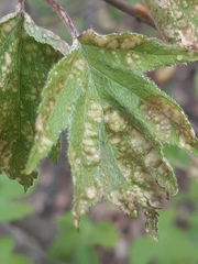 Eriophyes torminalis