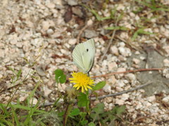Pieris rapae